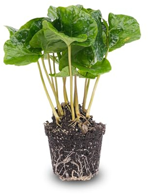 urbanjngl - Coffea Arabica Koffieplant - Terrariumpflanze für Zuhause - Pflegeleicht, ideal für Anfänger - Höhe: 30 cm - Grünes Blattwerk, dekorativ und aromatisch