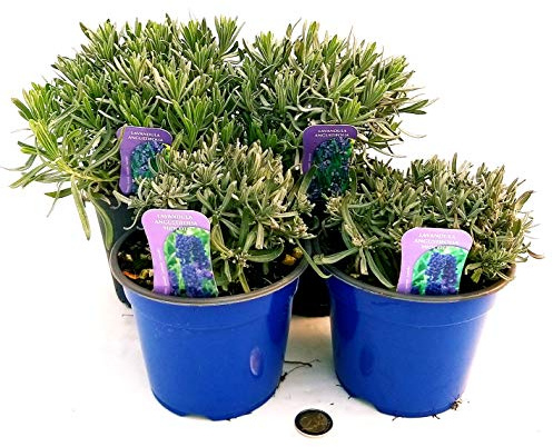 POWERS TO FLOWERS - LAVANDA NANA ANGUSTIFOLIA, HIDECOTE e LAVANDA CLASSICA, 4PIANTE, piante vere