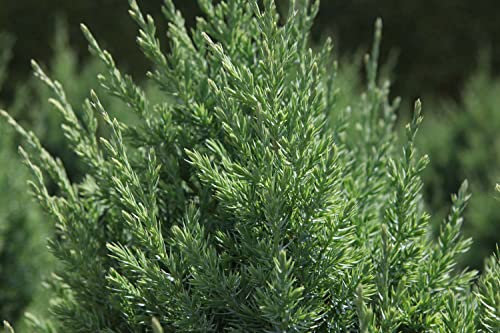 Suttons Juniperus Chinensis Stricta Narrow Conifer Garden Shrub Grey-Green fragranced Foliage Low Maintenance Chinese Juniper Hardy Tree 1x 3L Pot