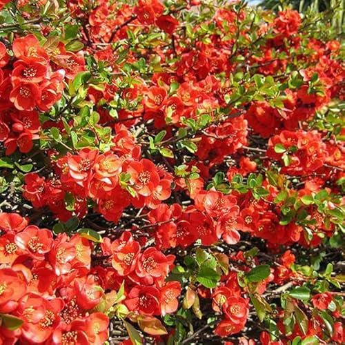 3 x Chaenomeles Superba 'Fire Dance'- Japanischer Quittenbaum 'Fire Dance' 30-40 cm im Container - Der Glanz des Japanischen Quittenbaums in Ihrem Garten