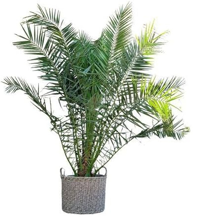 Phönix Canariensis – Palmera datilera canaria 300 cm – Ø 50 cm – Palma XXL con hojas pinnadas – Planta exótica en maceta para salón, porche de invierno, terraza y jardín – Fácil de limpiar