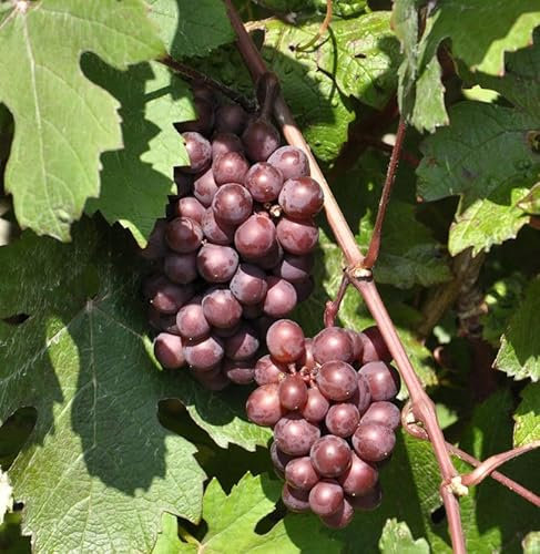 Weinrebe Vanessa 80-100cm - Vitis - lebende Gartenpflanze aus den Baumschulen