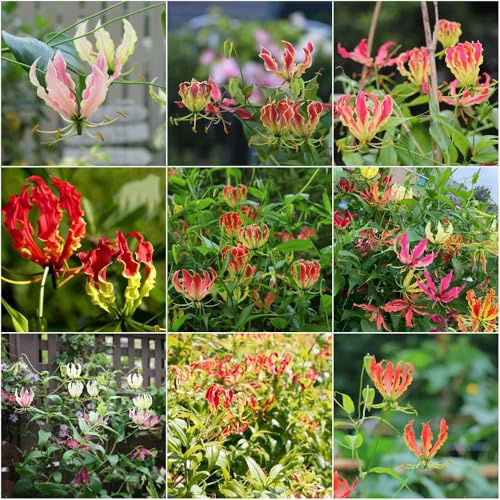 Flammenlilien - mix balkon deko - Seltene - zimmerpflanzen gartenpflanzen frühblüher winterharte kübelpflanzen blumenzwiebel balkonpflanzen winterhart indoor 4zwiebeln