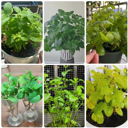 Semillas de melisa - semillas de Melissa officinalis - jardín de balcón variedades antiguas semillas de silvestres exóticas 100pcs