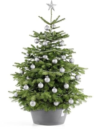 Ecopots Christbaumständer mit Wasserspeicher für Bäume bis 3,00 m Baumhöhe umkippsicher - Tannenbaumständer Grau aus Recycling Kunststoff Ø 50 cm rund groß - Weihnachtsbaumständer Weihnachtsbaum