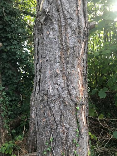 1.000 Samen -Waldkiefer- (Pinus sylvestris) (Winterhart) auch Gemeine Kiefer, Rotföhre, Weißkiefer oder Forche genanntgenannt !