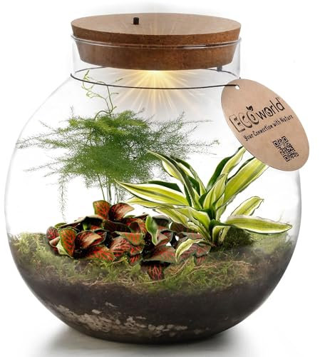 Ecoworld Tropical Biodome – Pflanzen Terrarium mit Licht – Pflegefreies Mini Ökosystem im Glas – Ø 25 cm ↥ 28 cm – 3 Zimmerpflanzen – Batteriebetriebene Beleuchtung