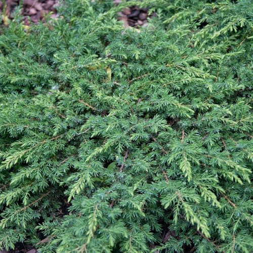 Juniperus communis 'Green Carpet' – Low-Growing Ground Cover Conifer | Evergreen Juniper with Bright Green Foliage | RHS AGM Award-Winner - 1x 7.5 Litre Potted Plants by Thompson & Morgan