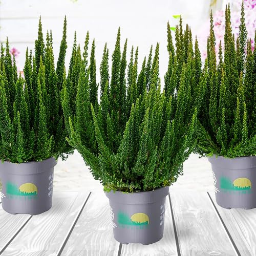 Heidekraut, Knospenheide, Besenheide, Farbe Rot, Weiß, Rosa, Violett, 3x Pflanze im Topf, Calluna vulgaris, für Balkon, Terrasse oder Garten, Winterhart & Mehrjährig, Blühend (Grün)
