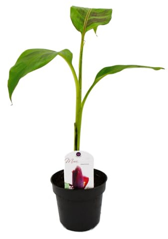 Winterharte Banane - Musa sikkemensis - Darjeeling-Banane - 12cm Topf