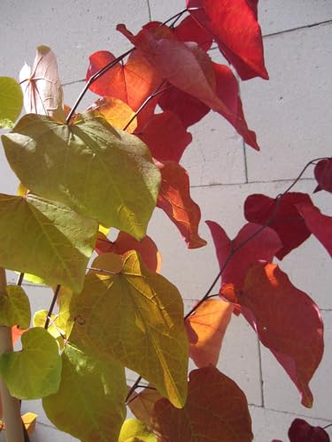 Cercis canadensis Eternal Flame - Kanadischer Judasbaum - 150-175cm