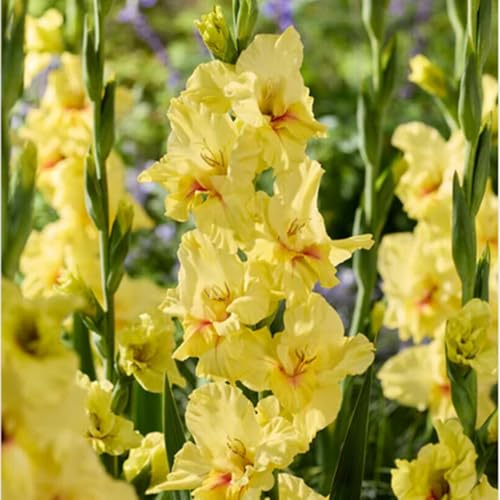Garden,Mysteriöse magische Glühbirne, Winterhart pflanzen, Blumenzwiebel Mix, 2025 Winterhart zwiebeln, Mehrjährige Blumenzwiebel-5 Gladiolen Zwiebeln-F