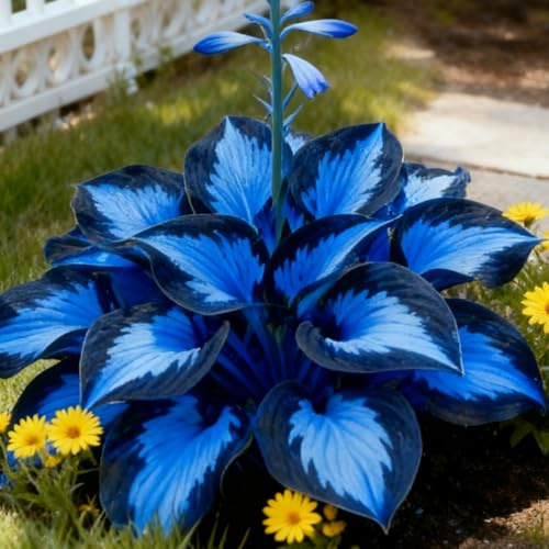 Bulbi di Hosta per Giardini Ombreggiati - Foglie Decorative e Resistenza，Rizoma di Hosta-2 Bulbi-b (blu-d)
