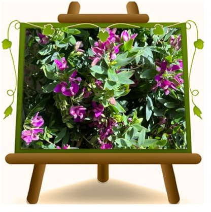EURO PLANTS VIVAI Polygala Myrtifolia o Poligala a Foglie di Mirto Pianta Ornamentale su Vaso da 20 cm Altezza 40-50 cm