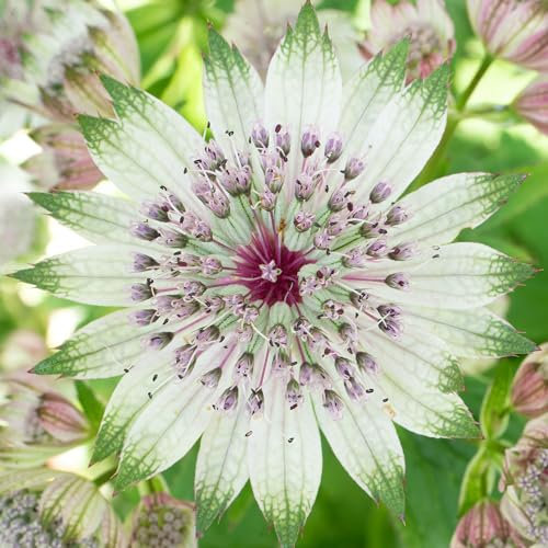 Astrantia Florence Piante da Giardino Pronte per Esterni Pianta Perenne Resistente in Vaso