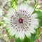 Astrantia Florence Piante da Giardino Pronte per Esterni Pianta Perenne Resistente in Vaso