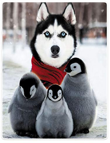 Kuscheldecke Tier Pinguin Und Hund Wohn-Decke Personalisierte Couchdecke Waschbar Bettüberwurf Winterdecke, Für Couch, Büro, Bett, 150x200cm