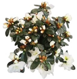 DECOALIVE Planta Natural Azalea Blanca – Ideal para Interiores y Exteriores