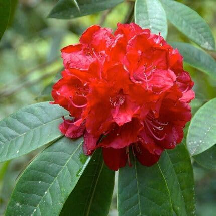 100pcs of Rhododendron Flower Seeds,red
