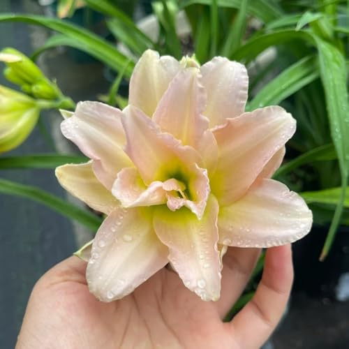Semi di daylily, Hemerocallis fulva, campo perenni resistenti agli emerocallidi, per il giardino da balcone 300pcs