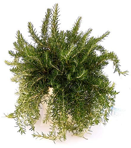 POWERS TO FLOWERS - ROSMARINO PROSTRATO, REPENS, STRISCIANTE XXL, VASO 22CM, Pianta vera