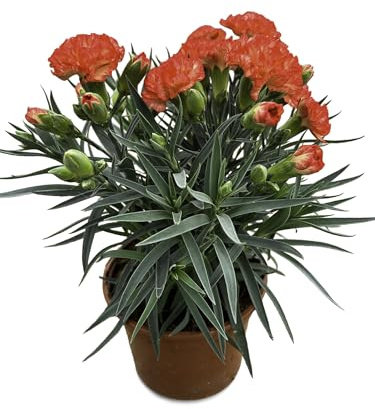 MUNTRADE Clavel Carnelia Planta Natural de Exterior - Maceta de 12 cm - Claveles Naranjas en macetas para Jardín