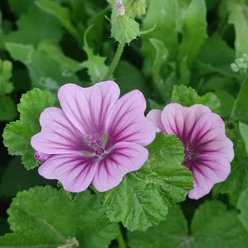 semi di malva biologici di ombra pascolo prato sostenibile perenne (malva - sinensis) estate giardino 400pcs