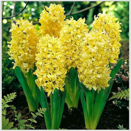 Tubérculos de Jacinto Resistentes- Jacinto Perenne- Fácil de Cultivar- Rizomas de Jardín Seleccionados- Prospera en Macetas-2 Rizomas-D