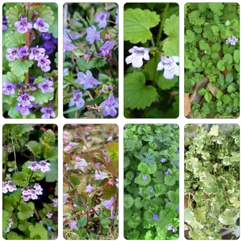 edera terrestre giardino cucina selvatica balcone parterre perenne resistente giardino semi estate acquistare 100pcs