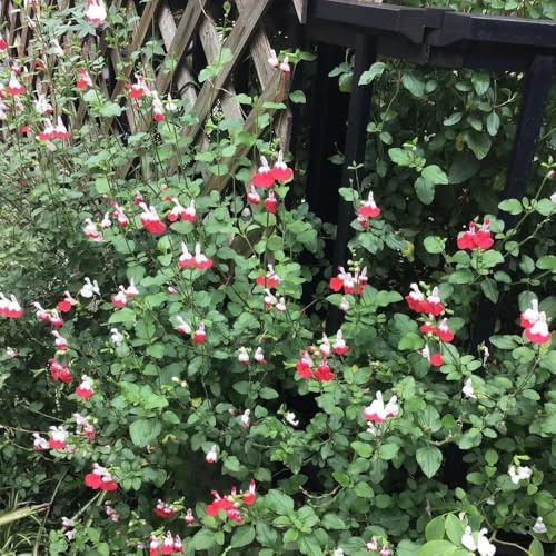 Salvia greggii salvia Jardín de en el balcón otoño interior 600semillas