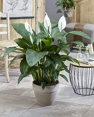 1 PIANTA DI SPATHIPHYLLUM SWEET LAURETTA VASO 21CM SPATIFILLO PIANTA DA APPARTAMENTO