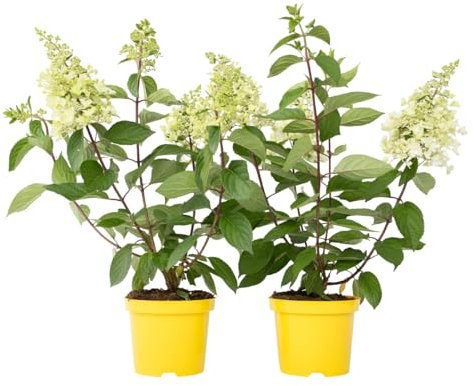 Plant in a Box - Hydrangea paniculata 'Candlelight' - Set of 2 - White - Garden Hortensia - Pot 19cm - Height 25-40cm