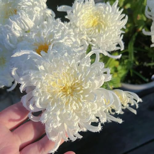 semi di crisantemo serre da balcone decorazioni da giardino per esterni rampicante rara in vaso in vaso tappezzanti rialzata Varietà antiche e resistenti 550pcs