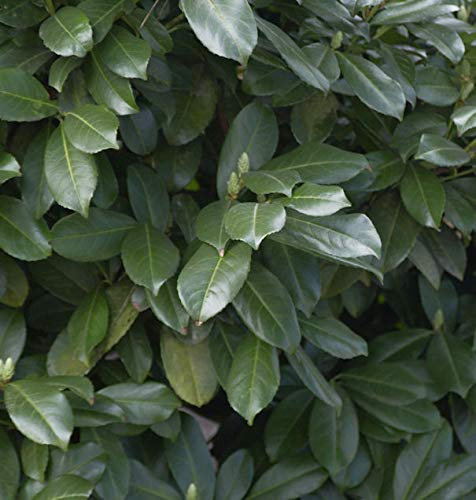 Hochstamm Lorbeerkirsche Etna® 100-125cm - Prunus laurocerasus - lebende Gartenpflanze aus den Baumschulen