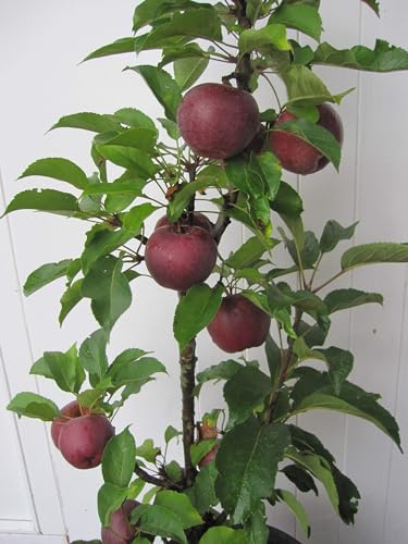 Malus Red Crimson - Säulenapfel Red Crimson - 80-100cm