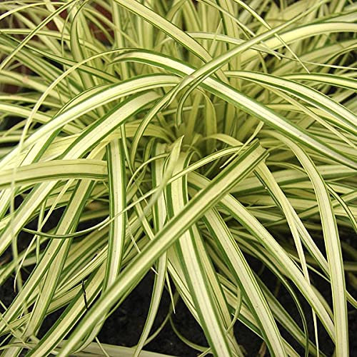 Carbeth Plants Carex Evergold Plants 3 x 9cm Pots - Evergreen Japanese Sedge Green & Gold Variegated Foliage Ornamental Grass - Compact Low Maintenance Garden Plant for Borders, Pots & Rockeries