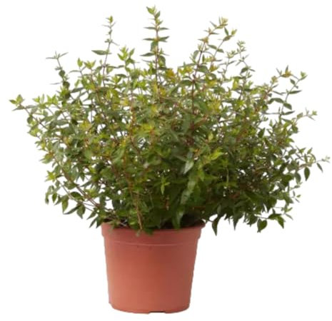 Verdecora Abelia en maceta 5L | Planta Natural de Exterior | Arbusto con Flores Aromáticas y Follaje Decorativo