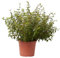 Verdecora Abelia en maceta 5L | Planta Natural de Exterior | Arbusto con Flores Aromáticas y Follaje Decorativo