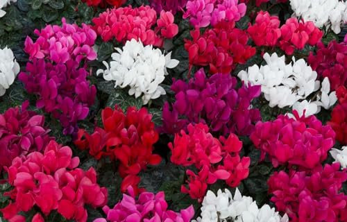 Cyclamen Plants, Pack of 4 Garden Ready Mixed Colour, Winter Flowering