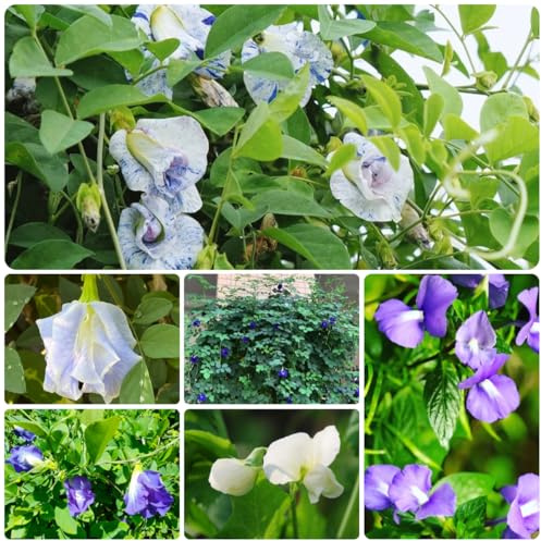 semi di pisello farfalla - rare, decorazione del soggiorno Clitoria ternatea, rampicanti viticci decorativi per recinzioni, ombra perenne resistente 350pcs