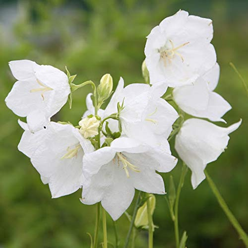 Genipap 60 piezas Campanula persicifolia semillas de campana