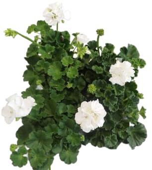 Geranio Blanco |Pack 4 Unidades |DECOALIVE | Geranios con Flores Blancas