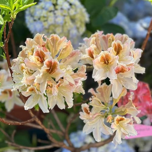 rododendro - azalea rampicanti in vaso giardino resistenti decorazione con in vaso resistenti insoliti balcone decorazioni 225semi