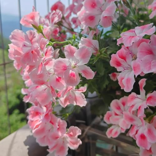 geranio silvestri geranio perenne trepadora reales semi di silvestri estate balcone 800pcs