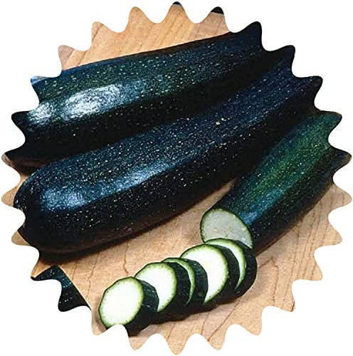 Courgette noire/env. 50 graines/kalorin Bras/vitamine France