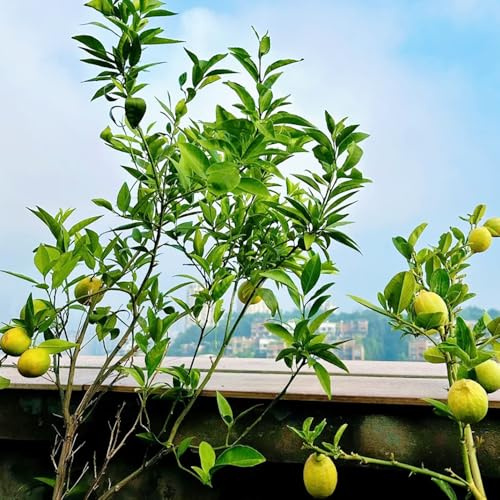 semillas de limonero, variedades antiguas exóticas 350pcs