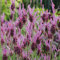 200 Semi di Lavandula stoechas (Lavanda o Timo Borriquero)