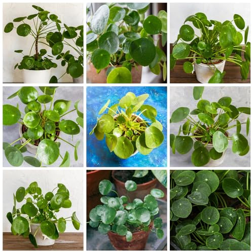 glückstaler - Pilea peperomioides - steingartenpflanzen blumengarten Chinesischer Geldbaum deko wohnzimmer kübelpflanzen hochbeete für garten seltene rankpflanze dekoration 100samen