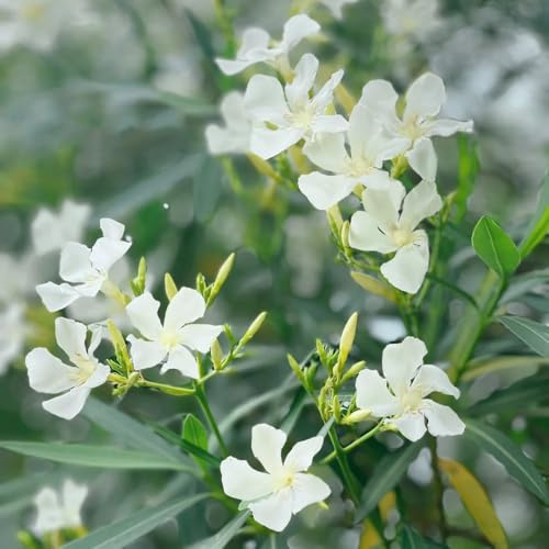 semi resistenti di oleandro resistenti all'esterno oleandro sempreverdi da giardino siepi, arbusti, crescita acquistare, interno 6pcs