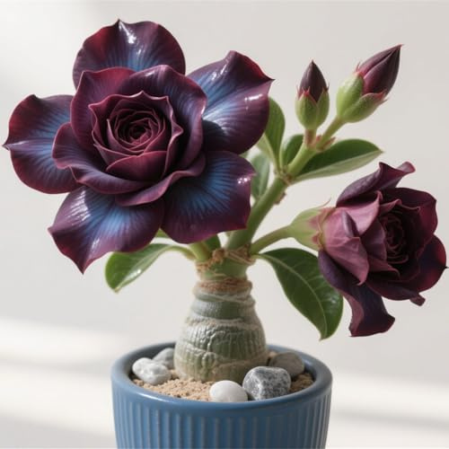Tubérculos de Rosa del Desierto - Tallos Suaves y Retorcidos - Ideal para Climas Cálidos-3 Bulbos